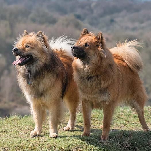 Eurasier for hot sale adoption